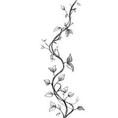 Obraz premium Detailed sketch of a climbing vine with leaves in black and white on a plain background design element