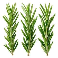 Obraz premium Three sprigs of fresh rosemary ideal for culinary or medicinal use