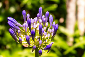 Agapanthus Praecox encanta com suas flores roxas durante os dias ensolarados. Seu florescimento...