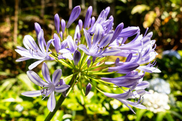 Agapanthus Praecox é uma planta de verão com flores roxas que se abrem com o calor e se mantêm...