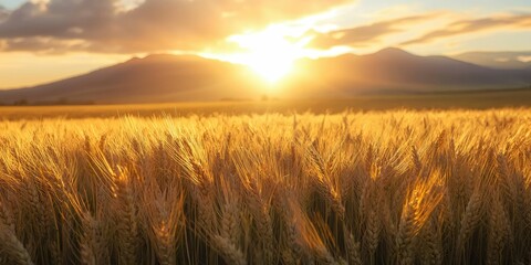 Obraz premium Golden wheat field glowing in the warm sunset light with majestic mountains in the distance