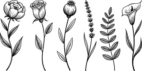 Delicate Line Art Wildflower Vector Set – Hand Drawn Black and White Flowers