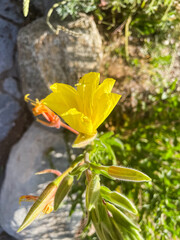 Evening Primrose, a California Native Plant, that lives in a dry environment and bloomd at night that is pollinated by a nocturnal hawk moth.
