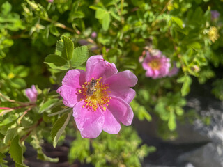 A California Wild Rose bush looking at the blossom and a bee pollinating the anthers, pistils and...