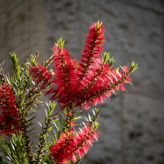 Callistemon 'Captain Cook' Flowers
