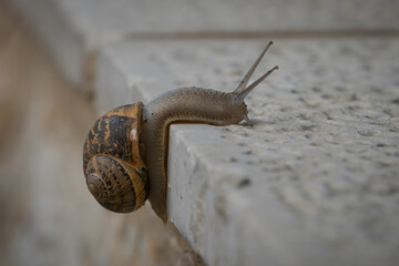 A Snail Climbing a Stone Fence