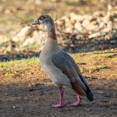 An Egyptian Goose Portrait