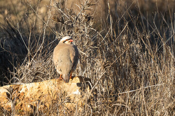 A Partridge on a Rock in a Dry Meadow