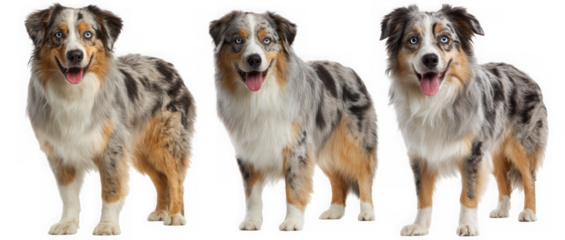 Three adorable australian shepherd dogs pose against a clean white backdrop isolated on transparent background