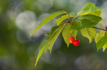 Obraz premium czereśnie