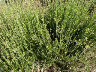 Buckwheat Plants in Spring preparing to bloom in a California Mountain Climate