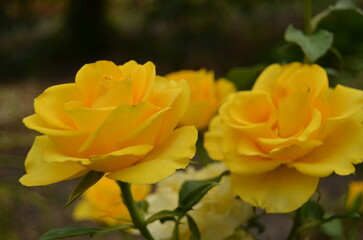 yellow rose flower Festive floral illustration for birthday, Birthday flower background, Birthday: floral decor, Background for greetings with flowers, 