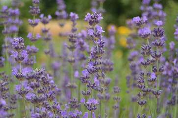 field of lavender