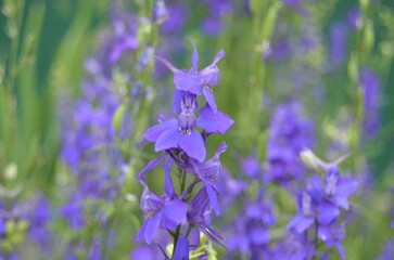 purple flowers in the garden