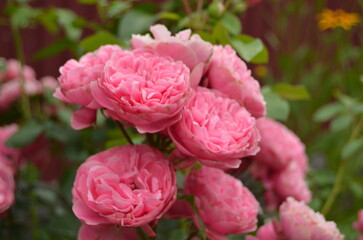 pink roses in garden