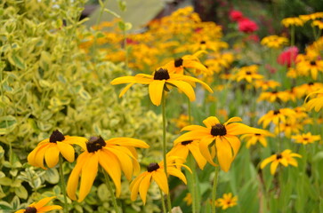 field of yellow flowers