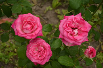 pink roses in garden