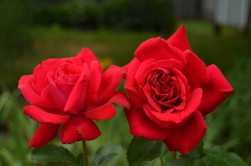 red rose in garden