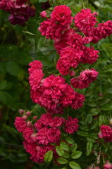 red rose bush
