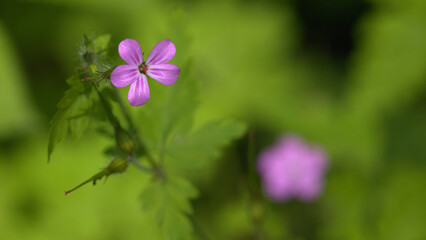 fioletowy kwiatek