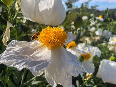 A Fried Egg Poppy Plant in bloom in a California Mountain Climate - Powered by Adobe