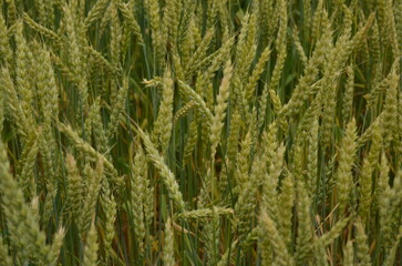 green wheat field