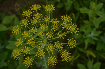 dill flowering garden farming