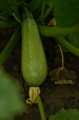 zucchini on the field