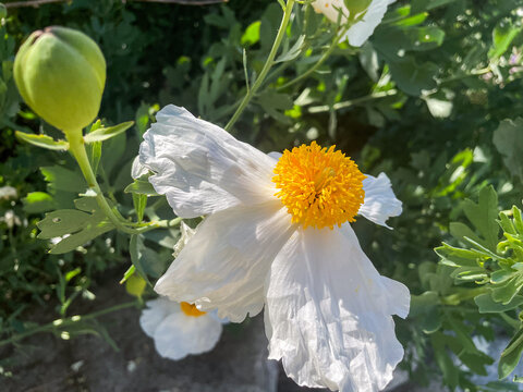 A Fried Egg Poppy Plant in bloom in a California Mountain Climate