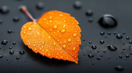   A leaf with water droplets on the table and a black surface with water drops