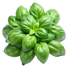 Basil leaf isolated on transparent background, fresh green herb for natural remedies, cooking or medical mockup design, PNG file