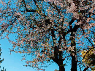 cherry blossom in spring