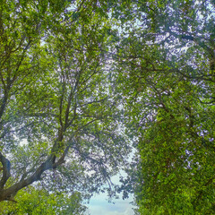 trees in the forest