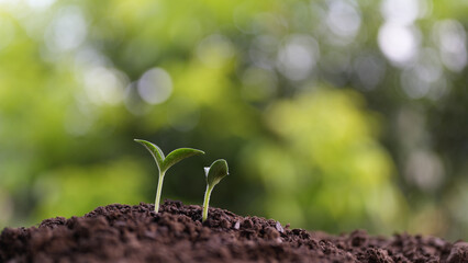 Closeup of small pumpkin sprouts growing with lush background