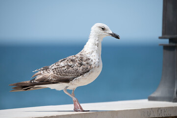 Fototapeta premium A young seagull stands on a stone railing by the sea, with a blue ocean and sky in the background. Peaceful coastal scene.