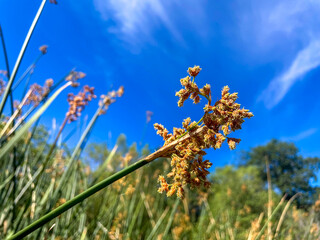 Cattails on the edge of a California Pond in a wetland providing a nursery and shelter for the...