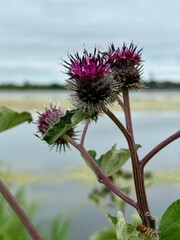 Close-up of blooming burdock flower heads with purple petals and spiky bracts near a lake, with a...