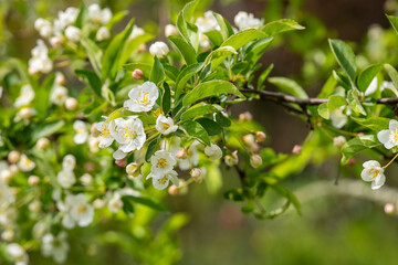 Close-up of white blossom of a crab apple tree (Malus sylvestris). Apple flower background. European Crab Apple Evereste (Malus sylvestris) blossom in spring in a garden. 