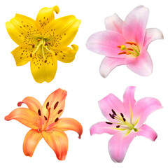 Collection head lily flower isolated on white background. Top view, flat design, florist business concept