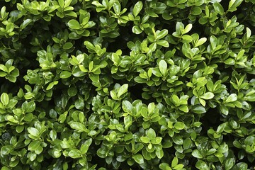 Obraz premium garden dense hedge of boxwood in a formal
