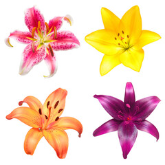 Collection head lily flower isolated on white background. Top view, flat design, florist business concept