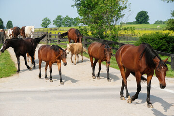 Horses walking across a bridge and road from their field