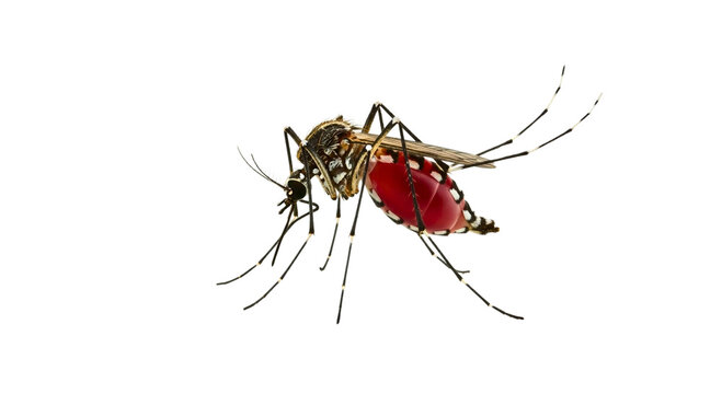Close-up of a blood-filled mosquito isolated on white
