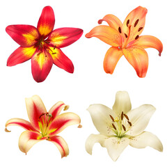 Collection head lily flower isolated on white background. Top view, flat design, florist business concept