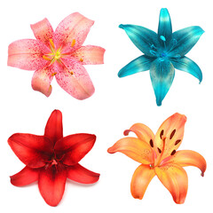 Collection head lily flower isolated on white background. Top view, flat design, florist business concept
