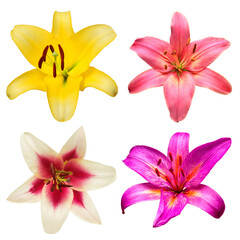 Collection head lily flower isolated on white background. Top view, flat design, florist business concept