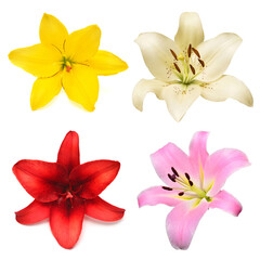 Collection head lily flower isolated on white background. Top view, flat design, florist business concept