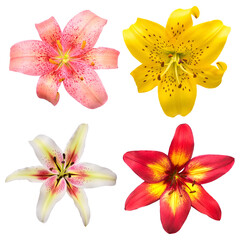 Collection head lily flower isolated on white background. Top view, flat design, florist business concept