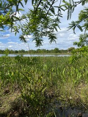 rice field in thailand