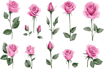 Obraz premium Ten pink rose flowers and buds are scattered across the white background elegantly